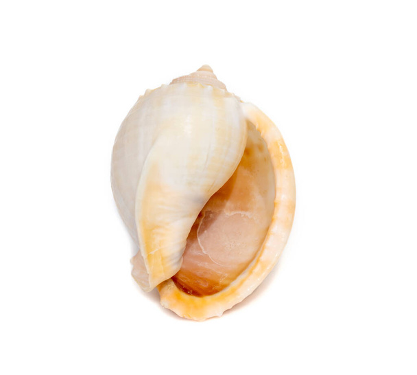 Image of phalium glaucum shell, common name the grey bonnet or glaucus bonnet, is a species of large sea snail, a marine gastropod mollusk in the family Cassidae, the helmet snails and bonnet snails isolated on white background. Undersea Animals. Sea - Valokuva, kuva