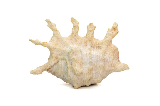 Image of lambis scorpius sea shell, common name the scorpion conch or scorpion spider conch, is a species of large sea snail, a marine gastropod mollusk in the family Strombidae, the true conchs on a white background. Undersea Animals. - Photo, image
