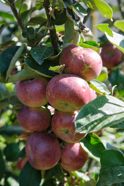 Verse rode appels in biologische boomgaard na regen. Het regent en druipt op de appels die aan de tak hangen. - Foto, afbeelding