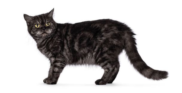 Zwarte rook Britse Stenografisch kat, staande zijwegen. Achteruitkijkend geïrriteerd. Geïsoleerd op een witte achtergrond. - Foto, afbeelding