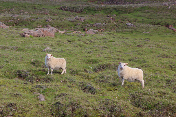 Troupeau de moutons paissant dans les montagnes le jour  - Photo, image