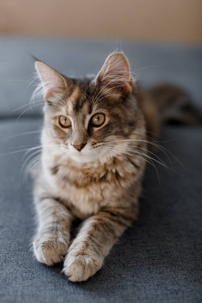 Eine kleine graue Maine Coon-Katze liegt auf einem Sofa. Maine Coon Jungtier.   - Foto, Bild