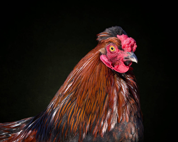 Head shot of a red rooster isolated on black background - Foto, imagen