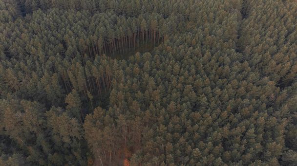 vue aérienne cinématographique du sommet des arbres de la forêt à l'automne Octobre saison photo atmosphérique - Photo, image