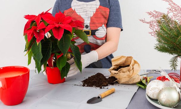 Trasplantando una flor de Navidad de Poinsettia en una nueva maceta de cerámica roja, una mujer en una camiseta de Santa trasplantando una flor en casa - Foto, imagen