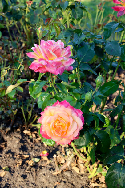 Pullman Orient expressa flor cabeça de uma rosa em de Guldemondplantsoen Rosarium em Boskoop Países Baixos - Foto, Imagem