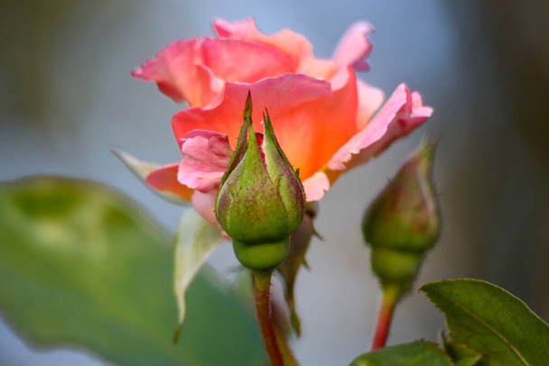 Compassion flower head of a rose in de Guldemondplantsoen Rosarium in Boskoop the Netherlands - Photo, Image