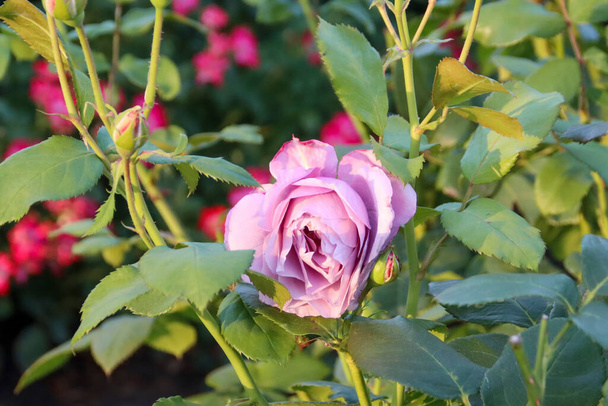 Rosa Novalis cabeza de una rosa en de Guldemondplantsoen Rosarium en Boskoop los Países Bajos - Foto, Imagen