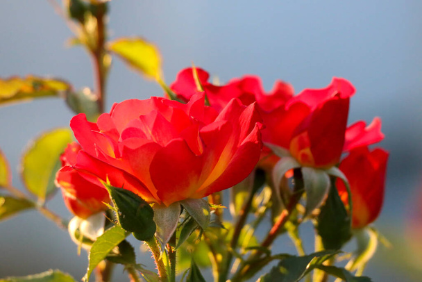 Verão de amor flor cabeça de uma rosa em de Guldemondplantsoen Rosarium em Boskoop, na Holanda - Foto, Imagem