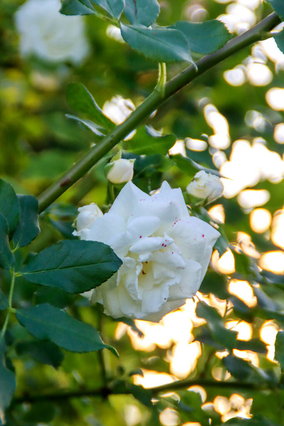 New Dreams flower head of a rose in de Guldemondplantsoen Rosarium in Boskoop netherlands - Photo, Image