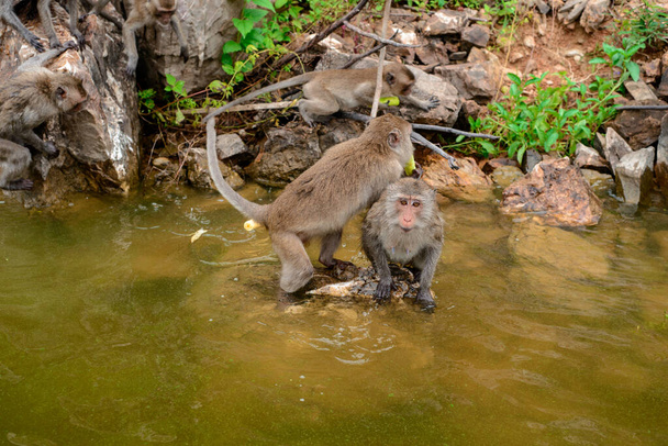 O macaco está andando e comendo na rocha no reservatório. - Foto, Imagem