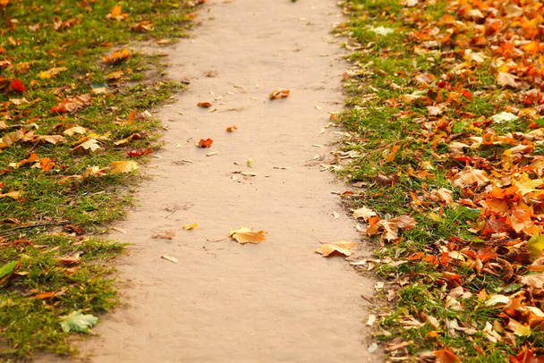 Defocus pad door het herfstbos. Weg de heuvel op met zonlicht. Herfst herfst bladeren op de vloer. Herfst achtergrond. Onscherp.. - Foto, afbeelding