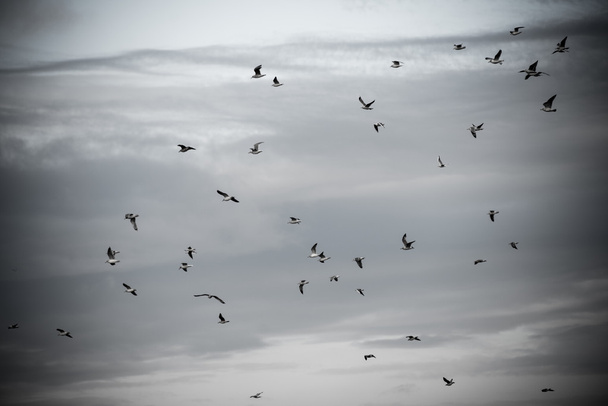 muchas gaviotas en la playa volando - aspecto retro vintage
 - Foto, imagen