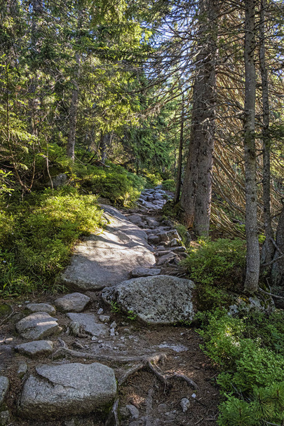 Footpath in coniferous forest, High Tatras mountains, Slovak republic. Hiking theme. Seasonal natural scene. - Fotografie, Obrázek