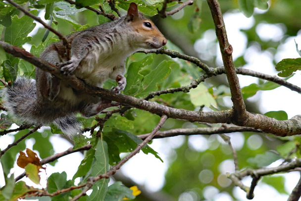 Ένας άγριος σκίουρος κάθεται σε ένα κλαδί δέντρου στο δάσος και τρώει ξηρούς καρπούς που έχει μόλις αναζητήσει. Ο σκίουρος κρατάει τα καρύδια στα νύχια του καθώς τρώνε.. - Φωτογραφία, εικόνα