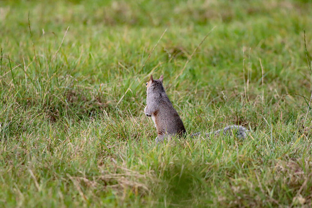 Un écureuil sauvage qui court dans une forêt. L'animal cherche et recueille des graines et des noix avant de les manger. - Photo, image