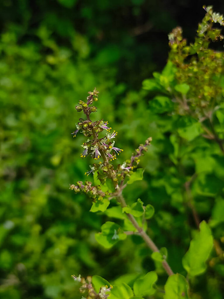 Ein Widder Tulsi Ocimum Gratissimum Basil Ayurvedische Medizin Pflanze  - Foto, Bild