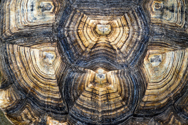 Top view of turtle shell of sulcata tortoise or African spurred tortoise. background and texture - Foto, Imagem