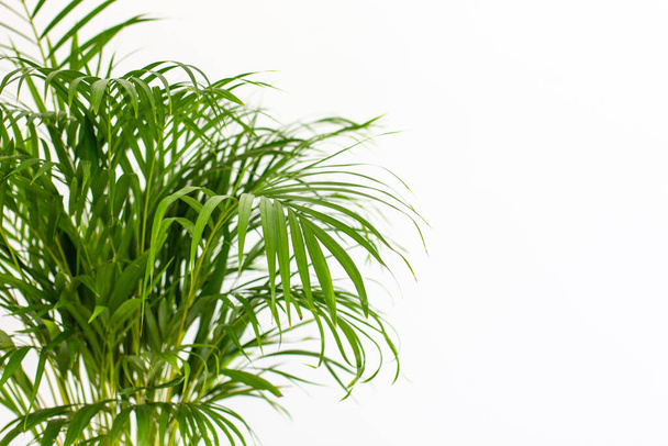 Dekorative Areca-Palme in der Nähe der weißen Wand. Chrysalidocarpus lutescens. Grüne Pflanzen blühen zu Hause. Frische Luft. Gartenarbeit in Innenräumen. - Foto, Bild