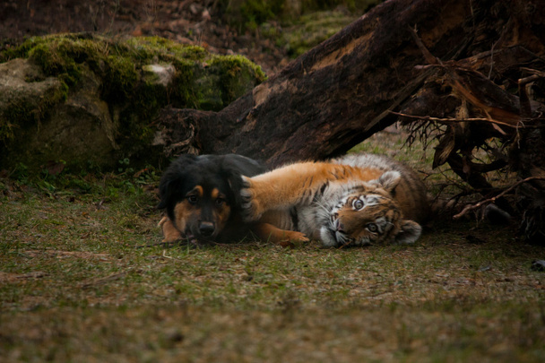 Милый щенок тигр играет с собакой
 - Фото, изображение