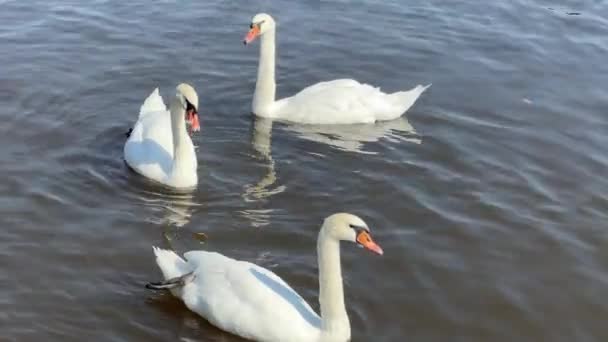 Beautiful swans swim in the lake. Relaxing stock video footage. - Felvétel, videó