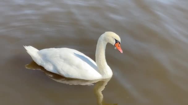 Beautiful swans swim in the lake. Relaxing stock video footage. - Filmagem, Vídeo