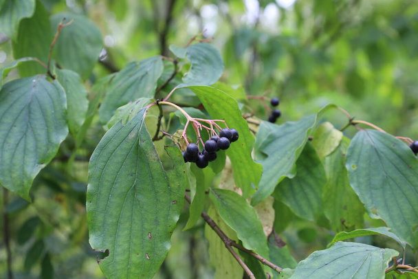 Cornus sanguinea, het gewone dogwood of bloederig dogwood, zwarte bessen - Foto, afbeelding