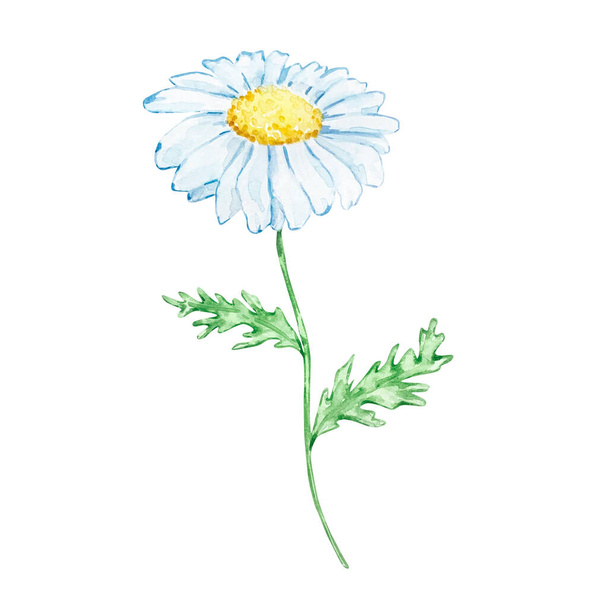 Watercolor illustration chamomile flower with leaves - Foto, imagen