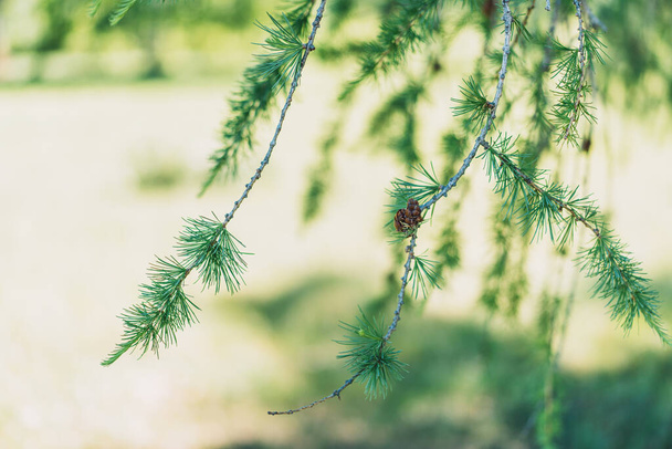 Larch branch with new needles and cones close-up. - Foto, Imagem