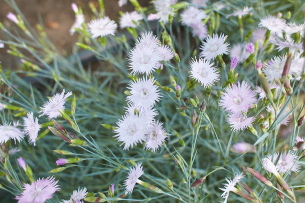 many small pale pink carnation flowers on a background of grey-green leaves. Pentecost carnation (Dianthus gratianopolitanus) - Photo, Image