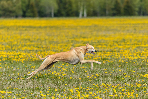 Greyhound perro corriendo rápido y persiguiendo señuelo a través de campo verde en competencia de carreras de perros - Foto, Imagen