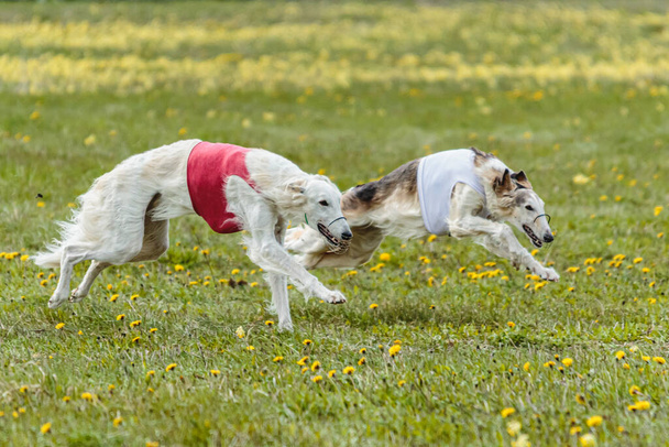 Borzoi dogs in red and white shirts running and chasing lure on field in athletics competition - Photo, Image