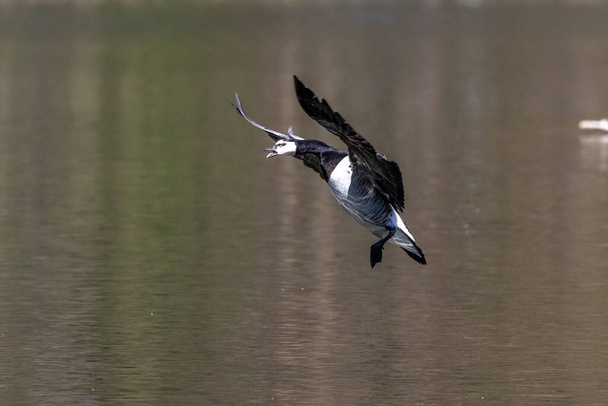 Χήνα Μπάρνακλ, Branta leucopsis πετούν πάνω από μια λίμνη κοντά στο Μόναχο στη Γερμανία. Ανήκει στο γένος Branta των μαύρων χηνών, το οποίο περιέχει είδη με κυρίως μαύρο φτέρωμα. - Φωτογραφία, εικόνα