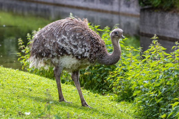 Darwin's rhea, Rhea pennata also known as the lesser rhea. It is a large flightless bird, but the smaller of the two extant species of rheas. - Foto, immagini