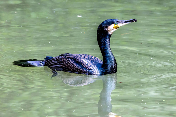 The great cormorant, Phalacrocorax carbo known as the great black cormorant across the Northern Hemisphere, the black cormorant in Australia and the black shag further south in New Zealand - Photo, Image