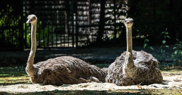 Běžný pštros, Struthio camelus, nebo prostě pštros, je druh velkého bezletého ptáka původem z Afriky. Je to jeden ze dvou existujících druhů pštrosů - Fotografie, Obrázek