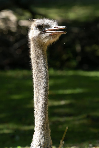 Struś zwyczajny, Struthio camelus, lub po prostu struś, jest gatunkiem dużego ptaka bez lotu rodzimego dla Afryki. To jeden z dwóch zachowanych gatunków strusiów. - Zdjęcie, obraz