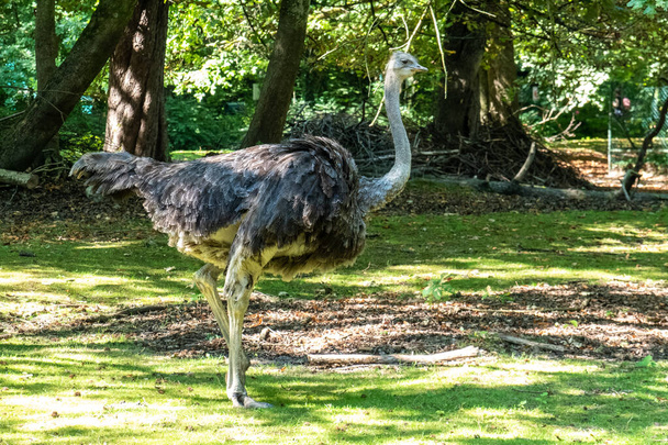 The common ostrich, Struthio camelus, or simply ostrich, is a species of large flightless bird native to Africa. It is one of two extant species of ostriches - Фото, изображение