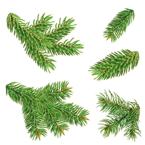 Set van groene stekelige sparren takken voor decoratie. groene sparren sparren tak met naalden geïsoleerd op witte achtergrond. Een dennentak. Kerstspar. - Foto, afbeelding