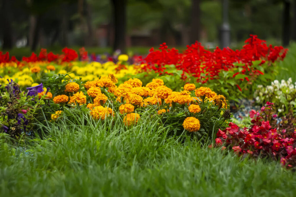 Hermosas flores naranjas en el parque. fondo de flores, flor hermosa y brillante Tagetes - Foto, imagen