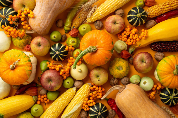 Autumn harvest concept. Top view photo of raw vegetables pumpkins gourds pattypans peppers zucchini maize apples pears walnuts acorns physalis wheat and rowan on isolated orange background - Foto, imagen