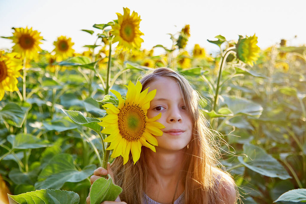 young beautiful girl on a field of sunflowers - Foto, imagen