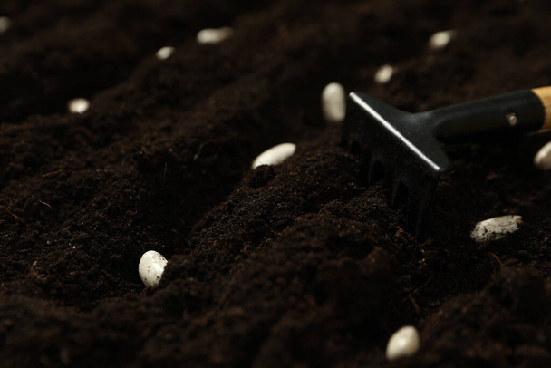 White beans and rake on fertile soil, closeup. Vegetable seeds - Foto, imagen