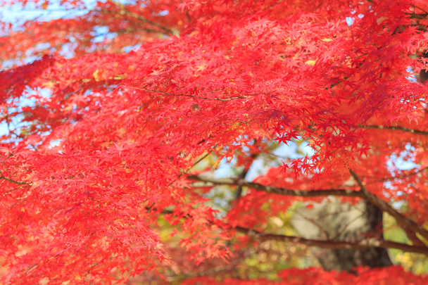 Осіннє листя в парку Мусасіно Токіо - Фото, зображення