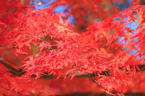 Осенние листья в парке Мусасино
 - Фото, изображение
