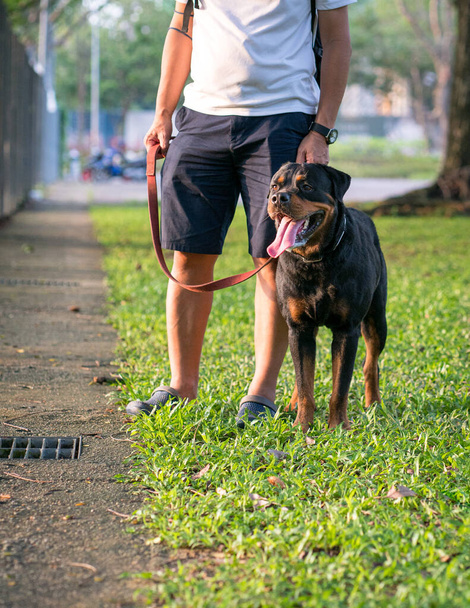 Dog Rottweiler standing next to man owner, outdoor in the park. Walk the dog concept. - Foto, Imagem