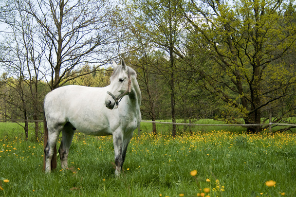 White Horse outside on meadow - Photo, Image