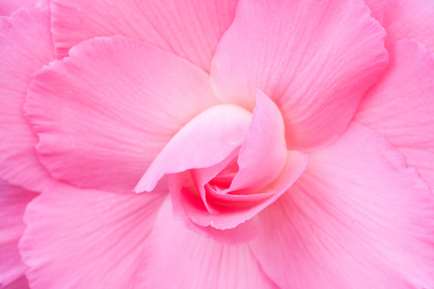 ピンクの花 - 写真・画像
