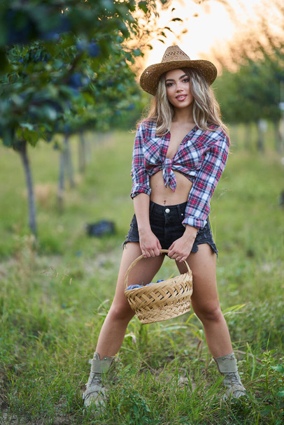 Young beautiful farmer woman picking ripe plums at sunset in the orchard - Foto, immagini