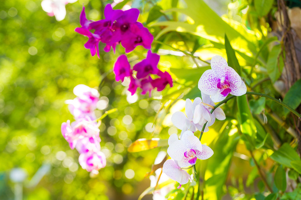 Orchidée blanche avec violet
. - Photo, image